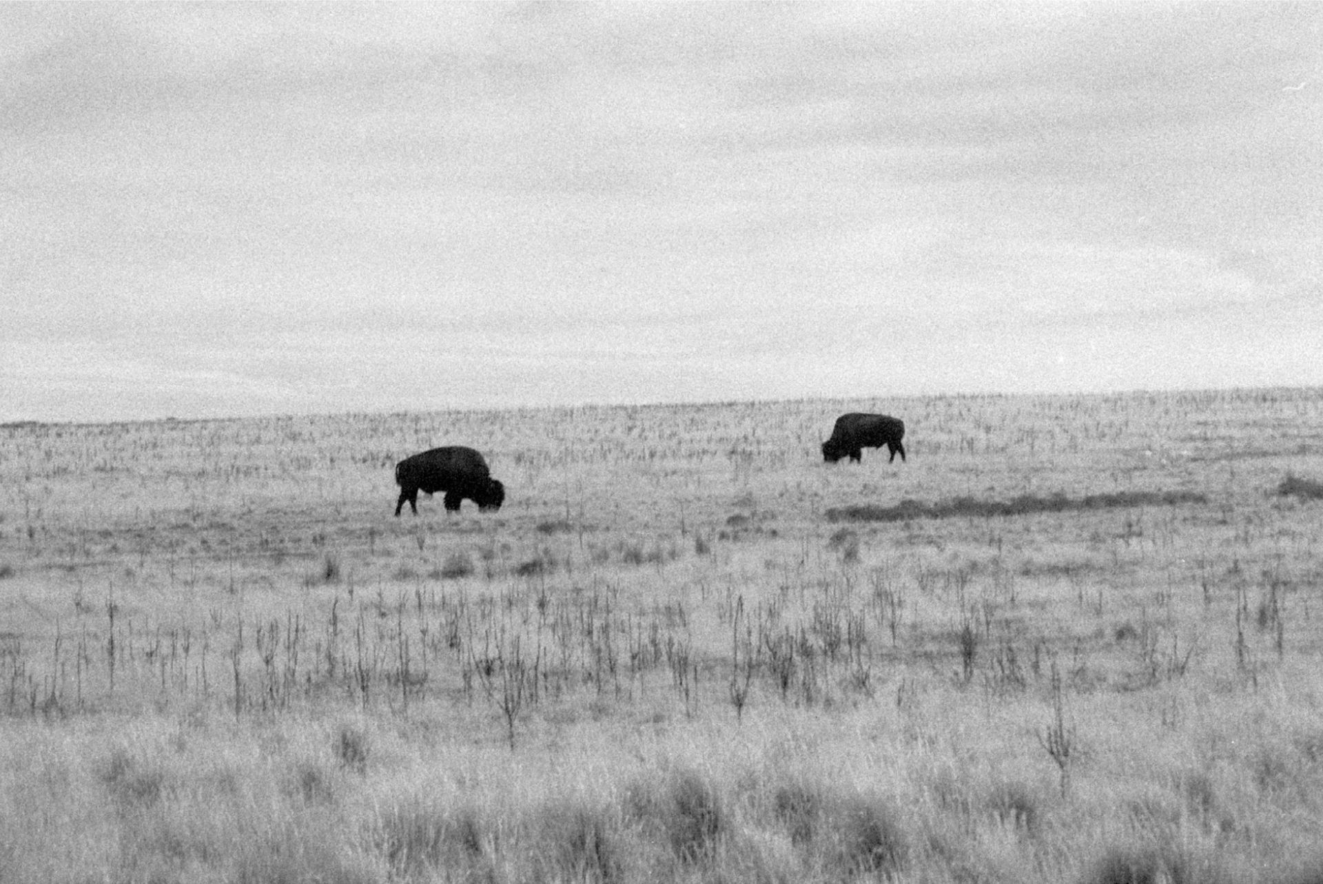 Staying Safe Around Bison at Antelope Island