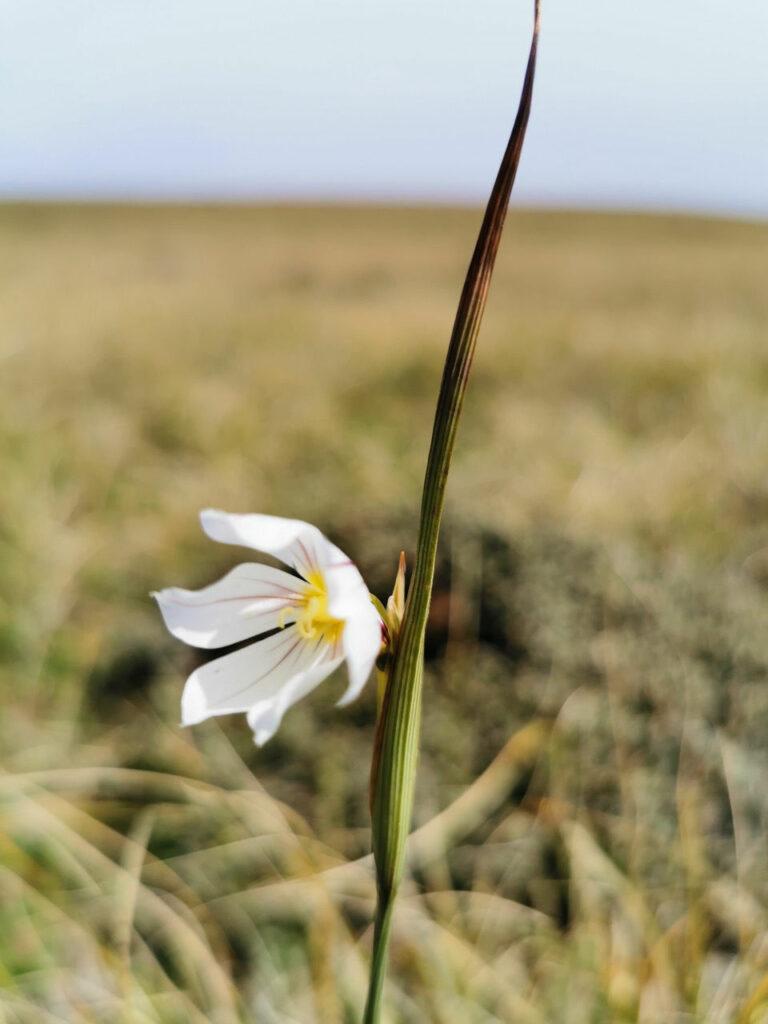 A delicate white flower with reddish streaks on the petals and a yellow center, growing on a slender, green stalk in a grassy field.