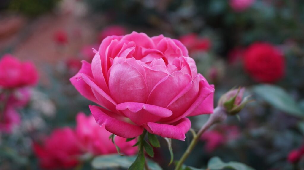 A bright pink rose in full bloom on a background of leaves.
