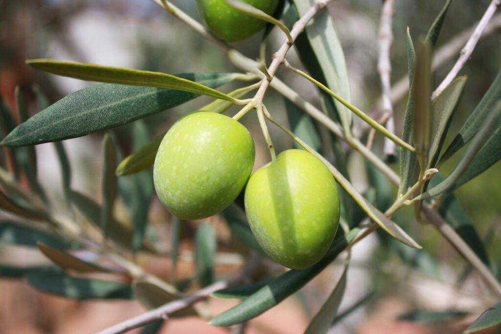 Olive Tree