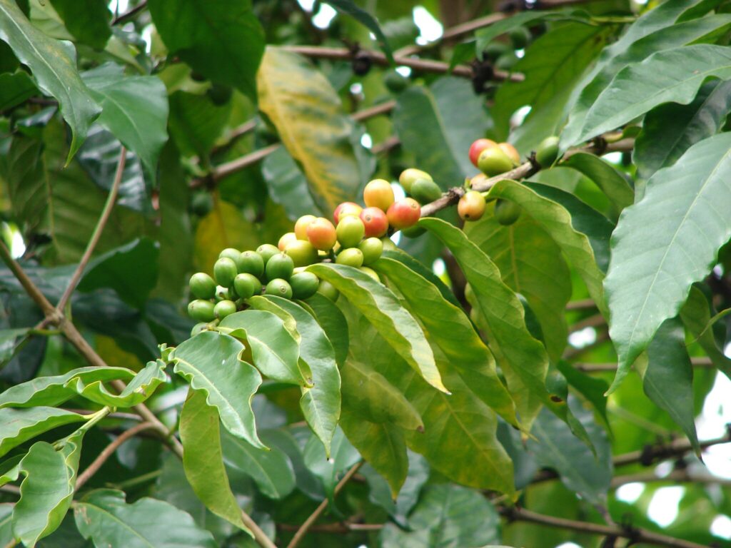 Photo of green and red coffeee beans on a branch.