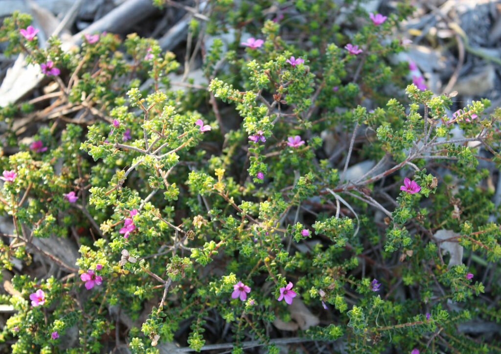 A bush with grey stems, small green leaves and small pink flowers.