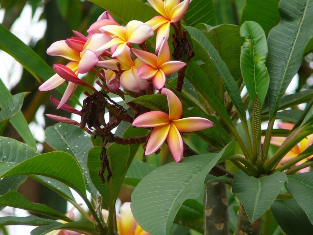 Five-petaled flowers ranging in color from yellow to peach-orange