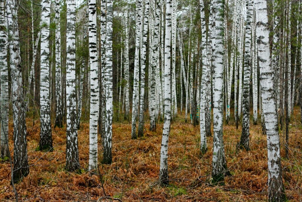 White Russian Birch trees