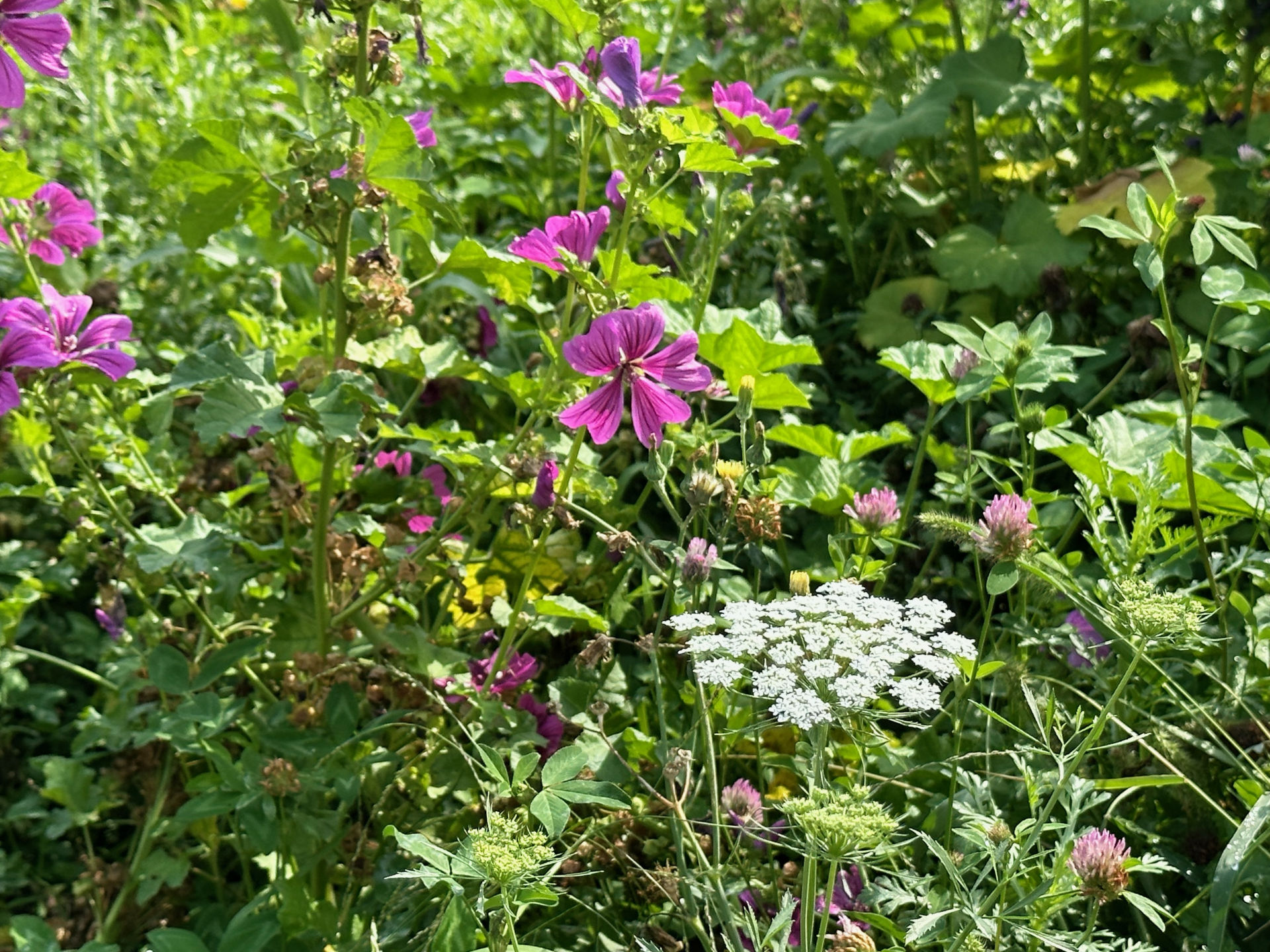 The Greening of Milan Porta Nuova and Vertical Forest World