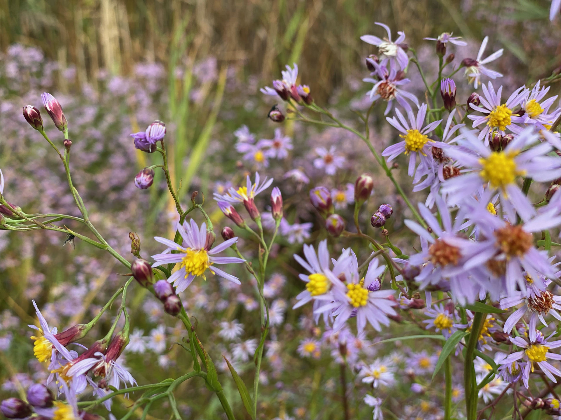 The Greening of Milan Porta Nuova and Vertical Forest World
