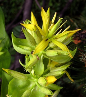 Gentian Flower