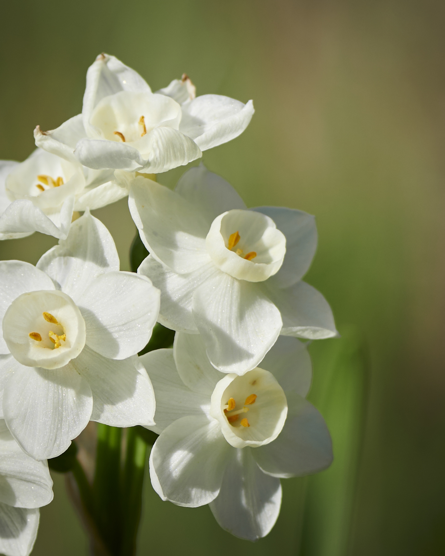 Margaux Crump Viriditas: Musings on Magical Plants–Narcissus spp ...