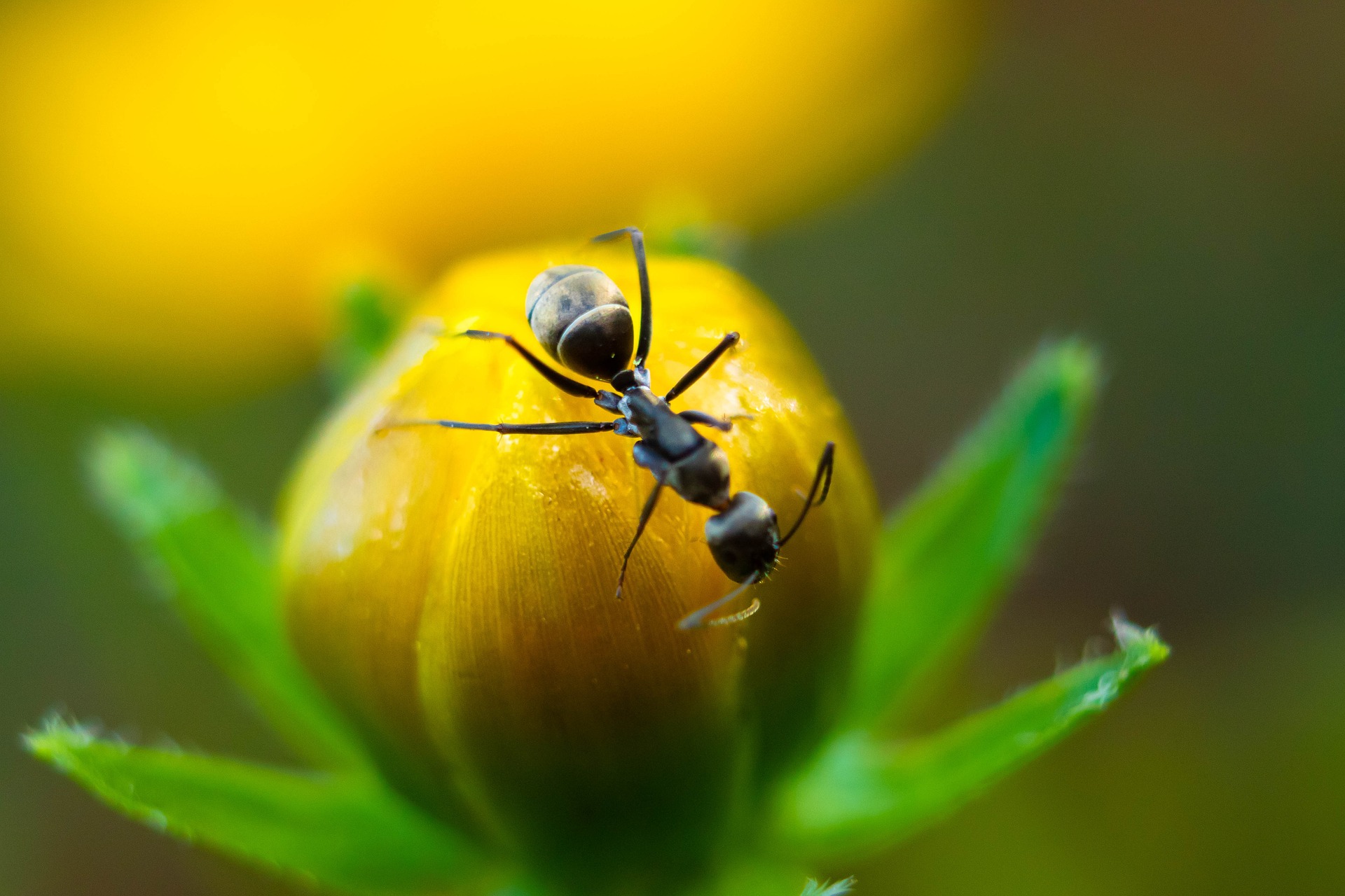 Birds, Plants and Ants: An Evolutionally Holistic Relationship – World ...