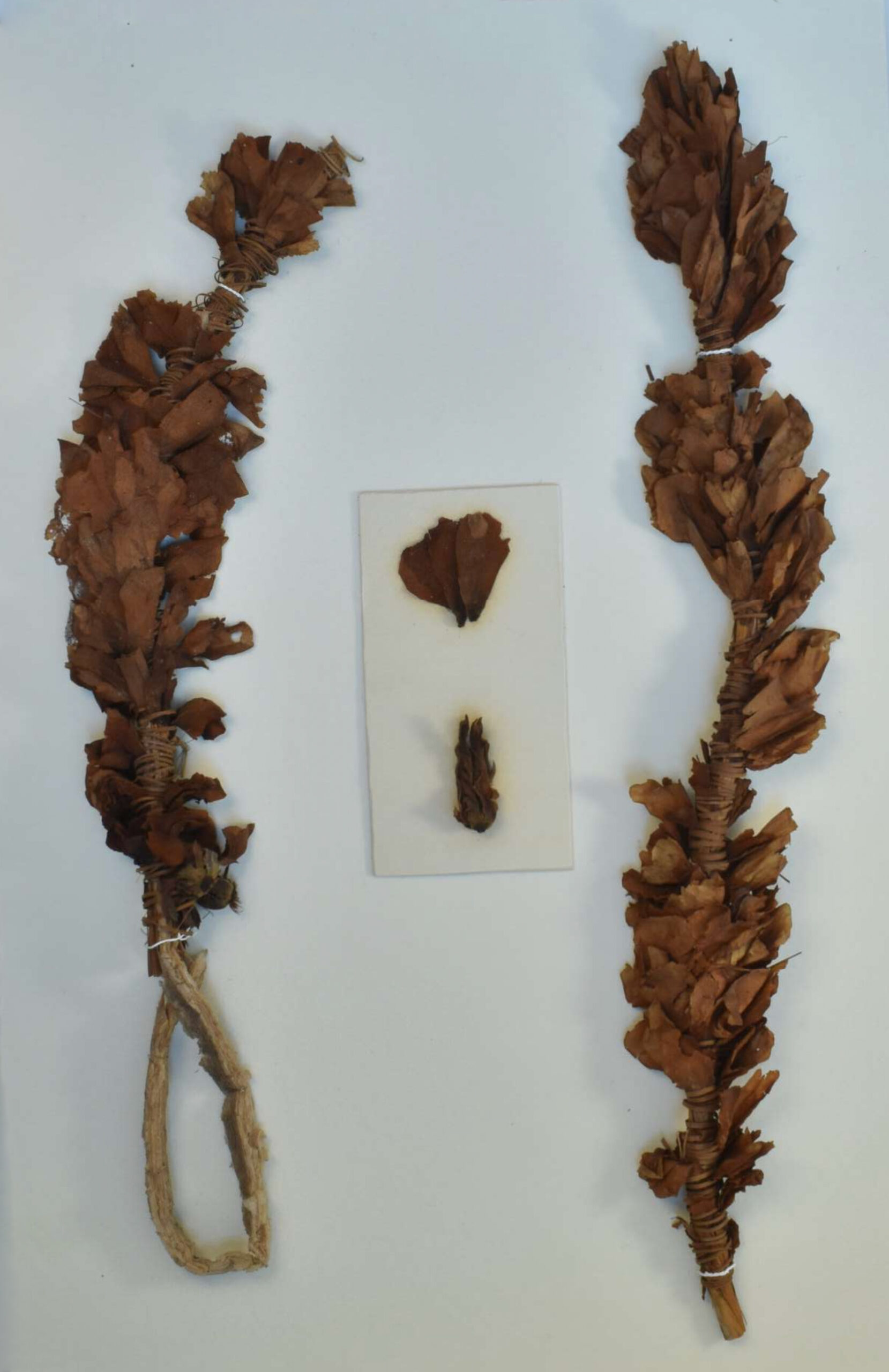 Viriditas: Musings on Magical Plants-Rosa spp. – World Sensorium ...