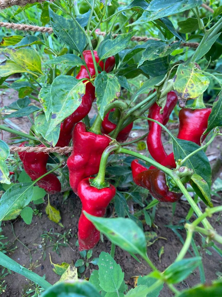 Mature Tesuque peppers