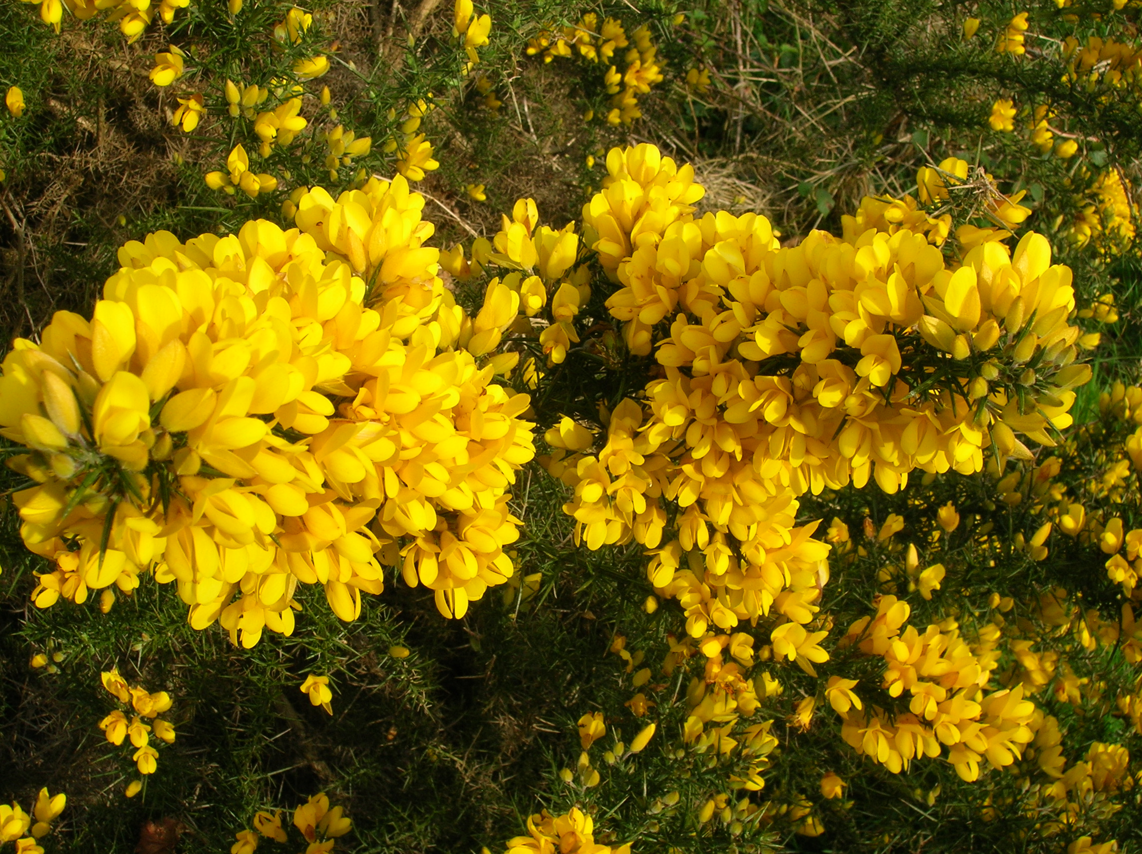 Jersey Gorse Ulex europaeus