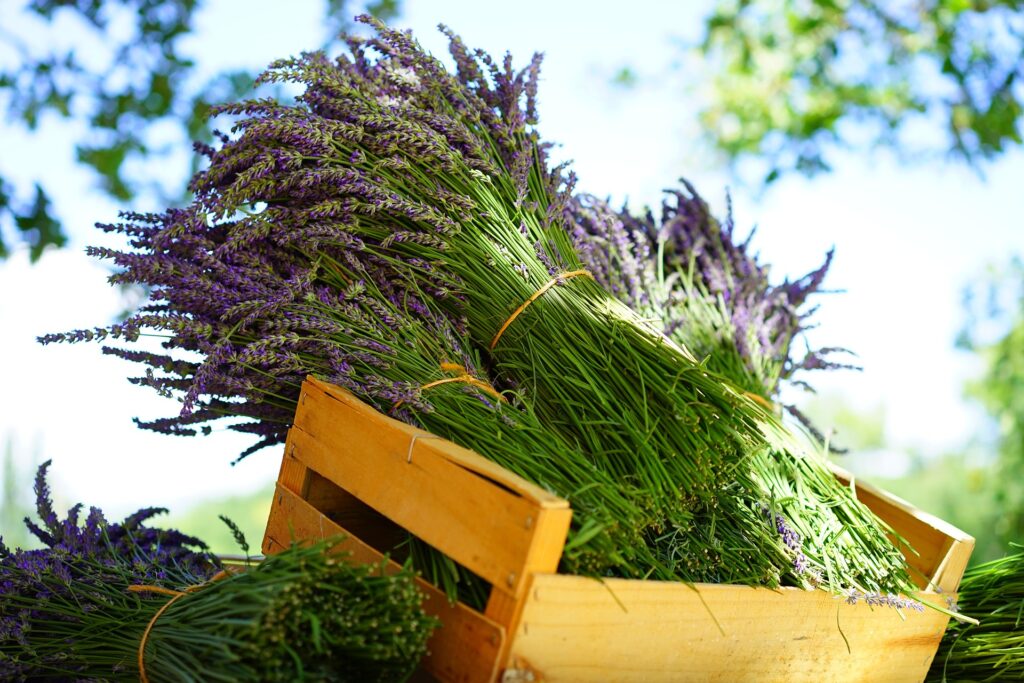 Lavender Fields France World Sensorium