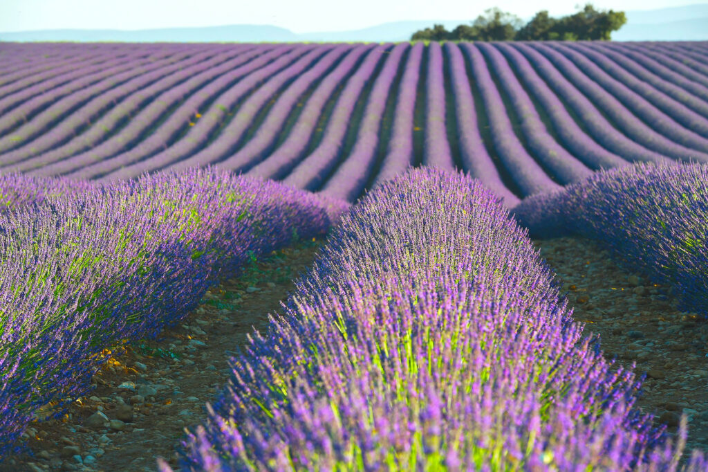 Lavender Fields France World Sensorium