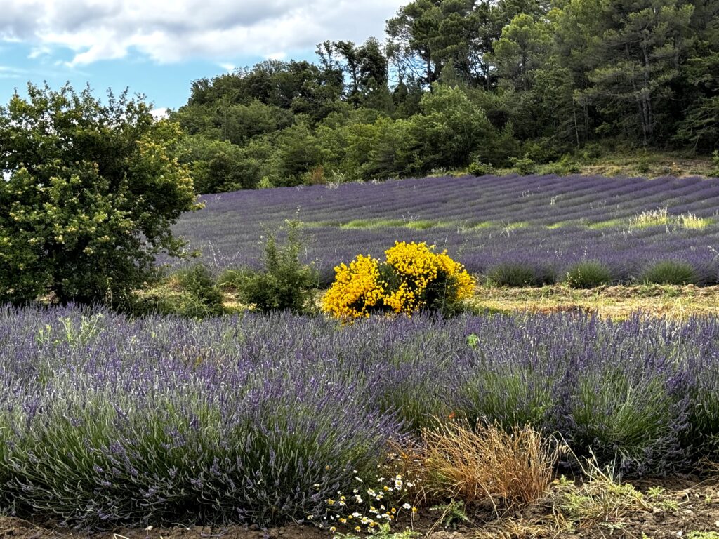 Lavender Fields France World Sensorium