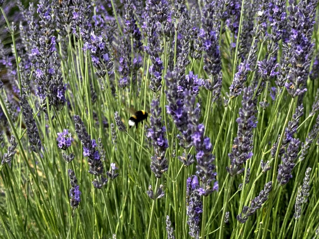 Lavender Fields France World Sensorium