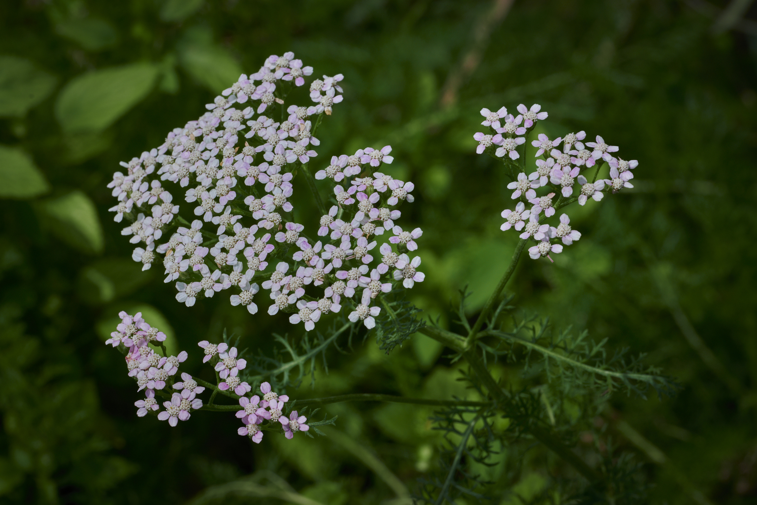 Achillea millefolium Yarrow soldiers herb bloodwort nosebleed devils plaything cickafark plumajillo Plant