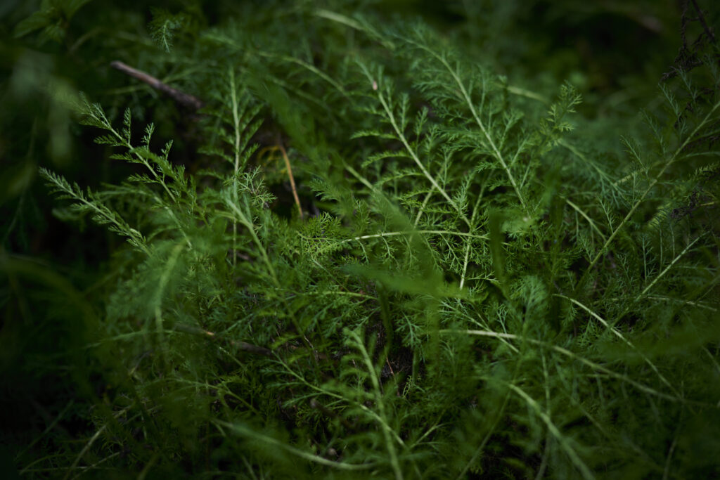 Achillea millefolium Yarrow soldiers herb bloodwort nosebleed devils plaything cickafark plumajillo Plant