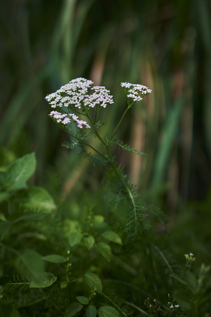 Achillea millefolium Yarrow soldiers herb bloodwort nosebleed devils plaything cickafark plumajillo Plant