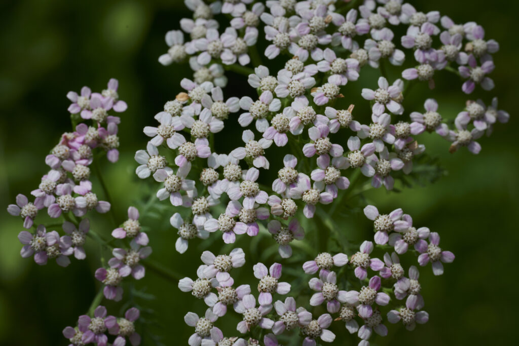 Achillea millefolium Yarrow soldiers herb bloodwort nosebleed devils plaything cickafark plumajillo Plant