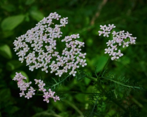 yarrow