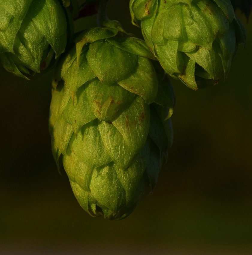 Beyond the Brew The Medicinal Power of Hops