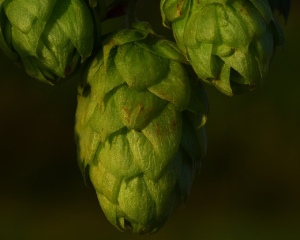 medicinal power of hops