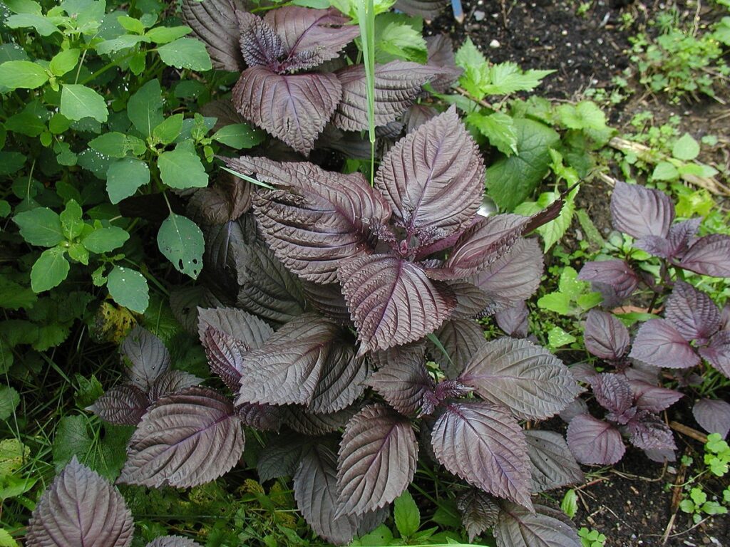 Purple Perilla foliage