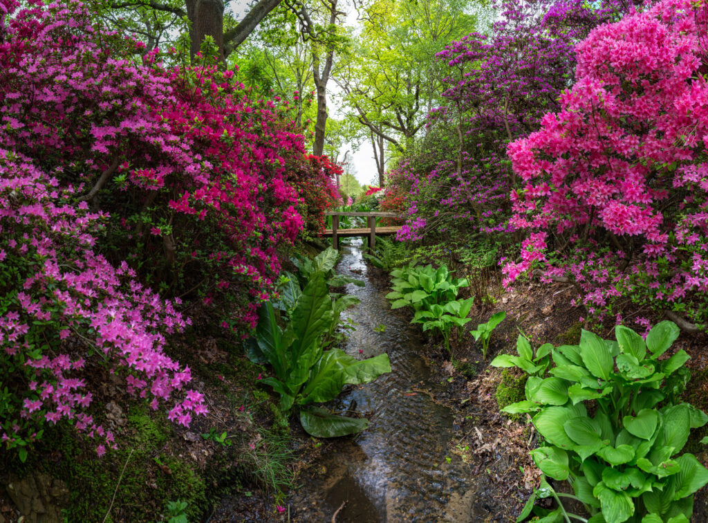 Gothic Stream through the Isabella Plantation Richmond Park near London UK World Sensorium Conservancy Plantings Magazine