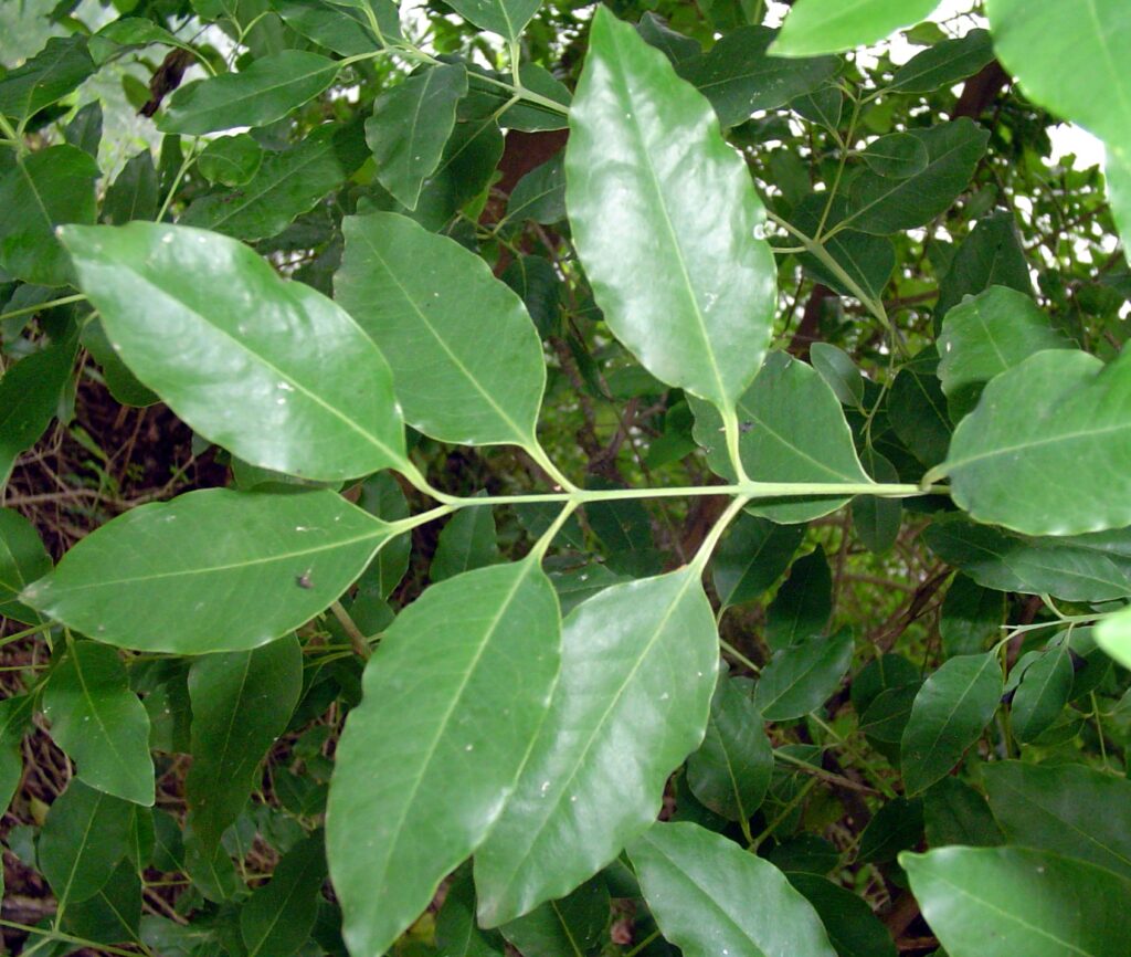 Sandal Leaf Sudan