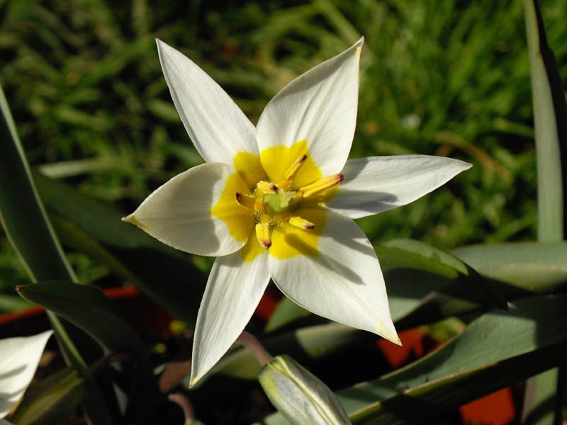 Turkmenistan Tulip Tulipa