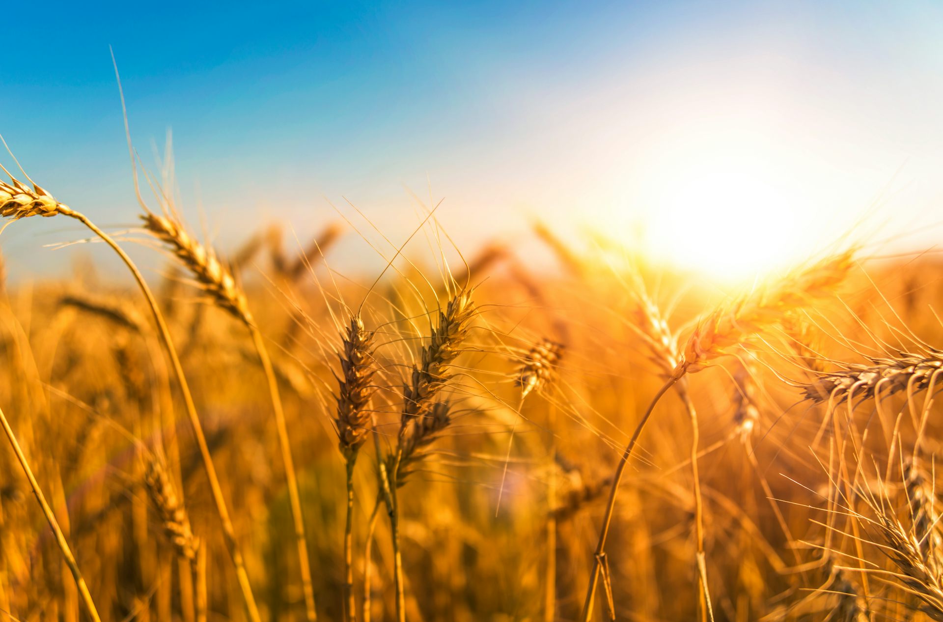 A recent study estimates that high temperatures and drought will lead to drastic losses for all major food crops, including maize and wheat. (Shu