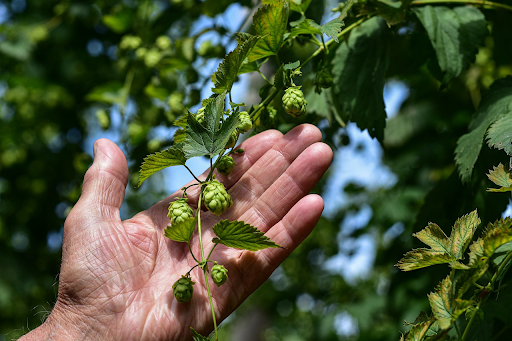 Hops Humulus lupulas