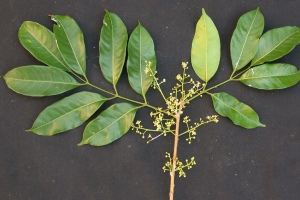 Trinidad and Tobago Incense Tree