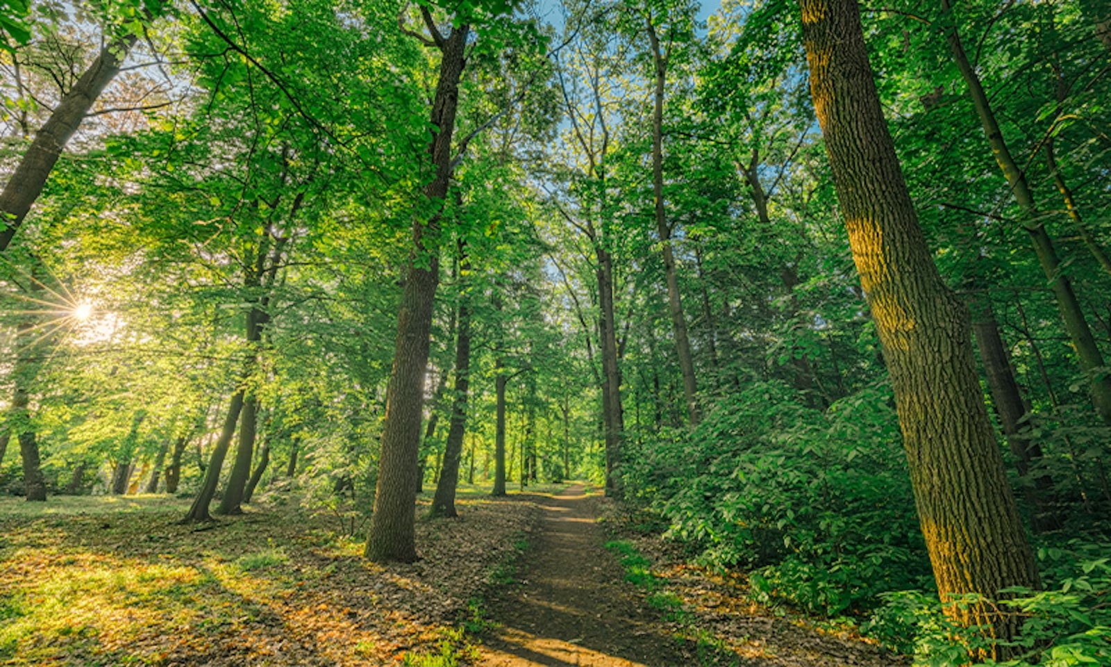 Sonja Sudimac grew up immersed in nature. Belgrade, Serbia, where she is from, is packed with lush forested parks and bordered by the mighty Danube an