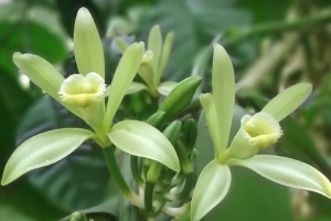 Tonga Vanilla planifolia