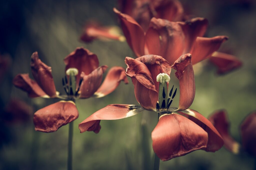 gothic tulips faded flower blossom bloom