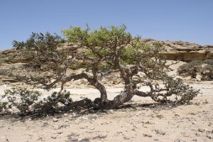 Yemen Boswellia sacra Frankincense Tree