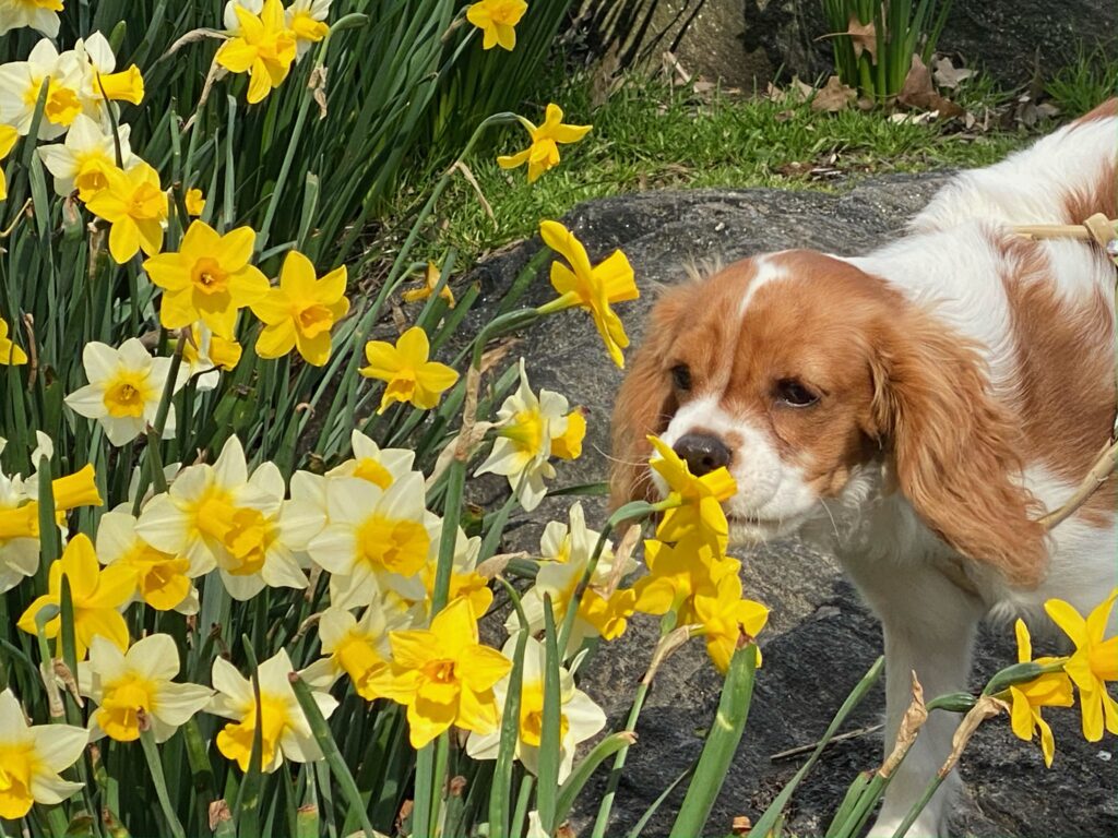 a dog sniffing flowers