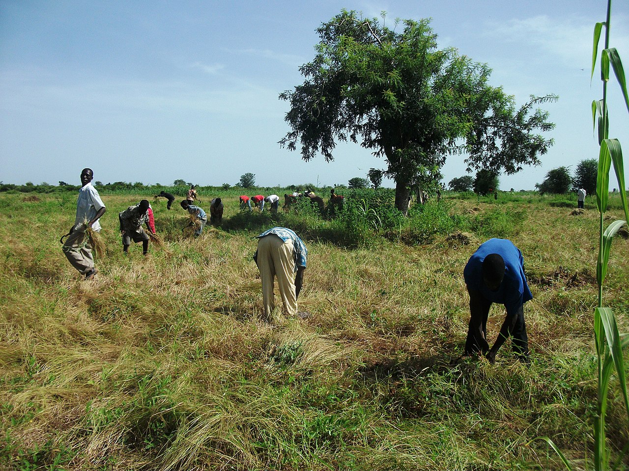 young people from the village come together to harvest a family's fonio
World Sensorium Conservancy
