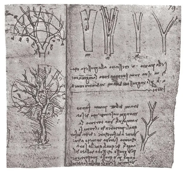 Leonardo da Vinci sketch of Rule of Trees World Sensorium Conservancy