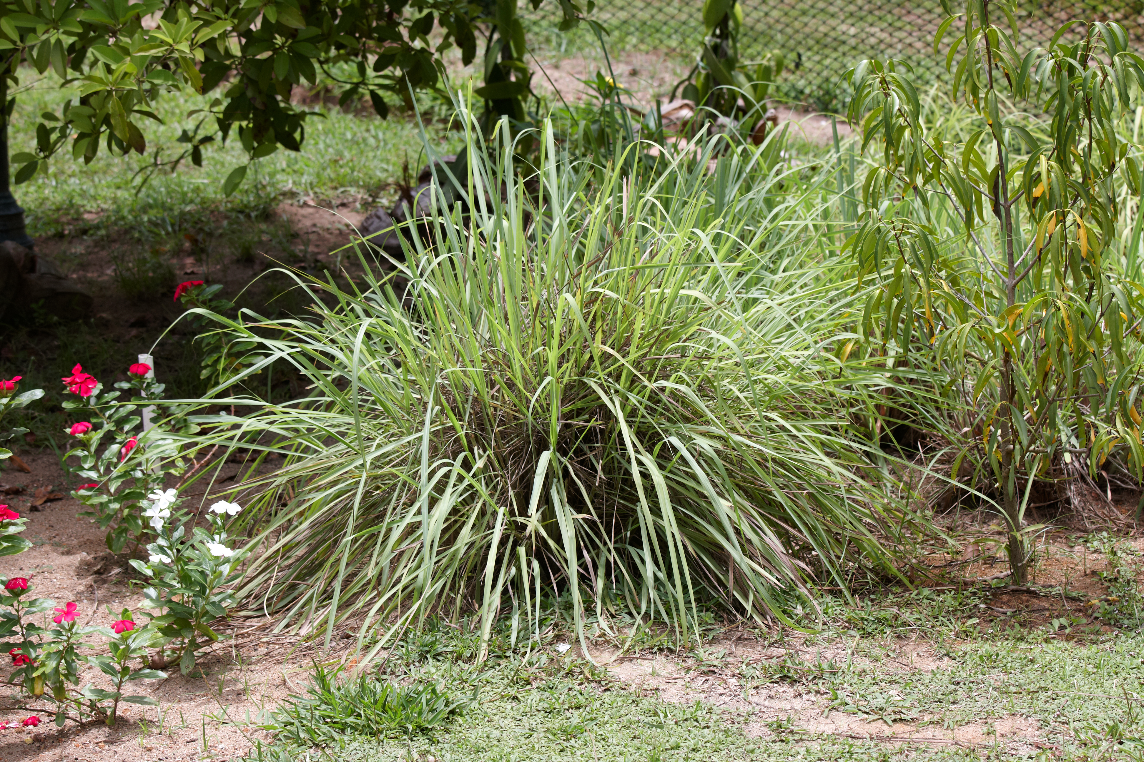 Citronella Togo