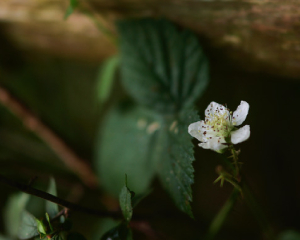 Margaux Crump Tree Flower Ecology Hedgerows