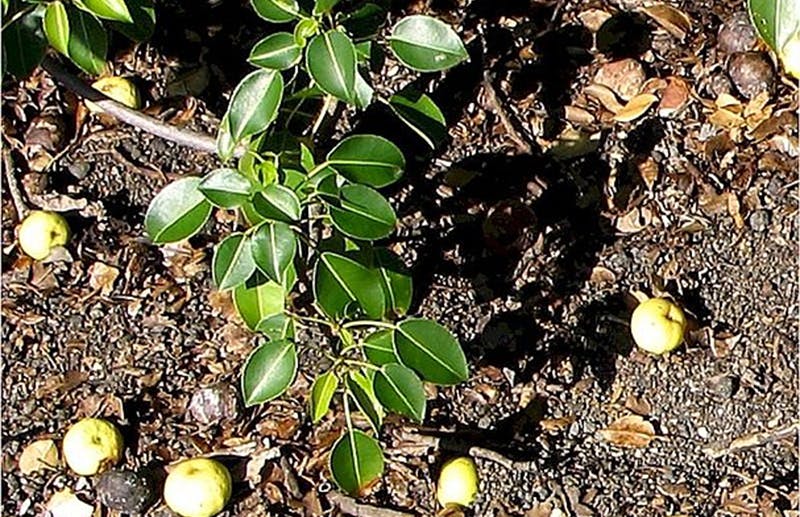 Death apple tree Hippomane mancinella World Sensorium Conservancy