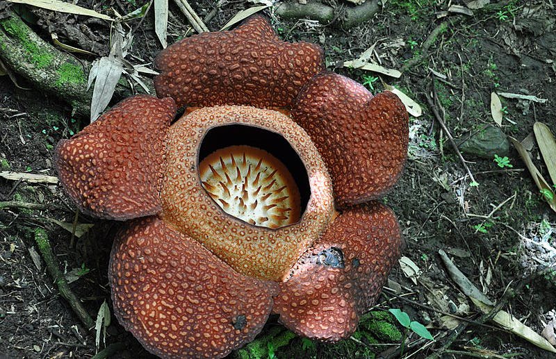 Stinking corpse lily Rafflesia World Sensorium Conservancy