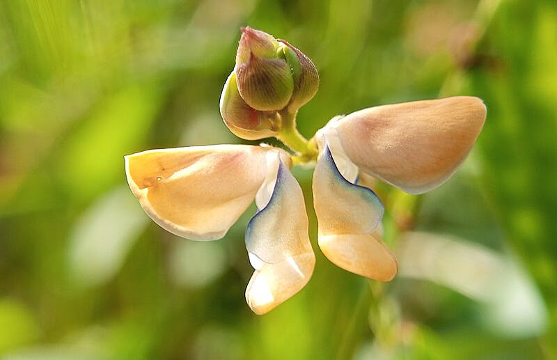 Dancing plant  Codariocalyx motorius World Sensorium Conservancy