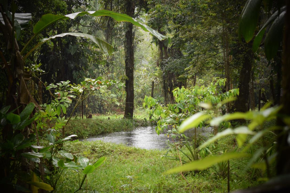 Amazon Rainforest The flourishing blueprint of forest biodiversity and fertility