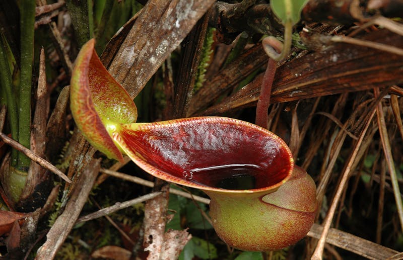 Shrew droppings toilet  Nepenthes lowii 