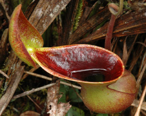 Shrew droppings toilet Nepenthes lowii 