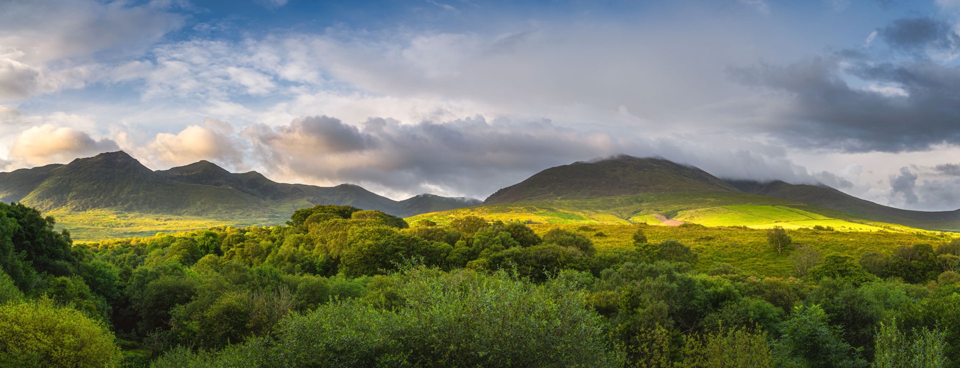 Ireland has lost almost all of its native forests